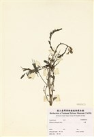 藏品(田菁)的圖片